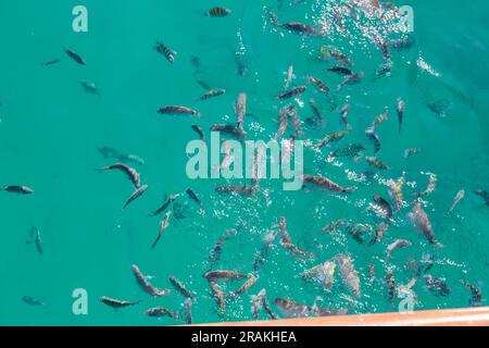 Angra dos Reis in Rio de Janeiro: Angeln Sie in der blauen Lagune von Big Island. Stockfoto