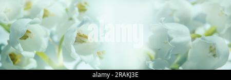 Nahaufnahme von Lilien des Tals mit natürlichem Sonnenlicht. Postkarte, Banner, Hintergrund, Hintergrundbild Stockfoto