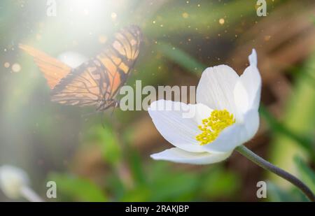 Weiße Blume und Schmetterling in den Sonnenstrahlen auf einem grünen, verschwommenen Hintergrund Stockfoto