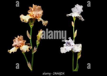 Ein Satz blühender Irisblüten, isoliert auf schwarzem Hintergrund. Fleur-de-Lis, Blume-de-Luce-Banner, Tapete. Stockfoto