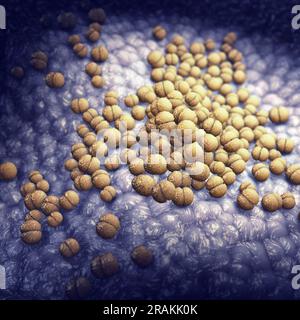 Meningitis-Bakterien, Neisseria meningitidis. Meningokokken-Meningitis ist eine bakterielle Form der Meningitis, eine schwere Infektion der dünnen Auskleidung Stockfoto
