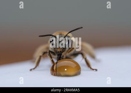 Vorderansicht Biene saugt Honig von einer Oberfläche Stockfoto