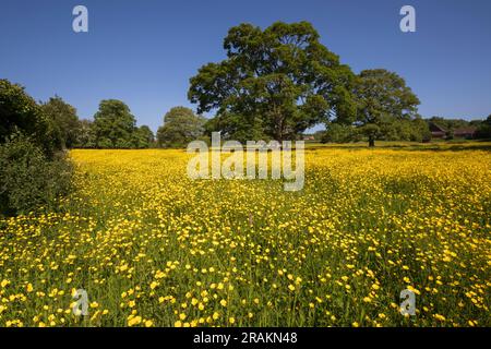 Auf einer Blumenwiese mit Eichenbäumen und blauem Himmel wachsende gelbe Butterblumen, Newbury, Berkshire, England, Vereinigtes Königreich, Europa Stockfoto