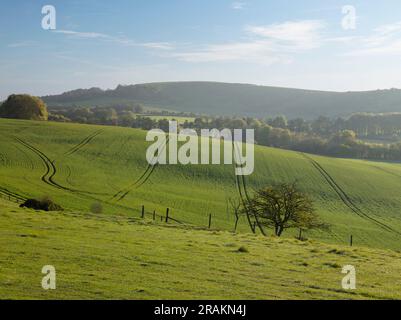 Beacon Hill und grüne Ackerfelder im Frühling Sonnenlicht am Morgen von SW auf Sidown Range entlang des Wayfarer's Walk Stockfoto