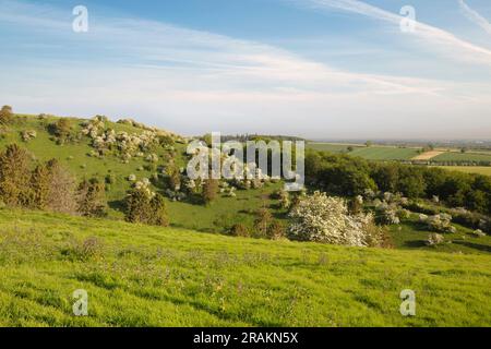 Der Warren auf White Hill über dem Dorf Kingsclere mit weißen Blütenbäumen im Frühlingsmorgensonnenschein, Kingsclere, Hampshire, England, Großbritannien Stockfoto