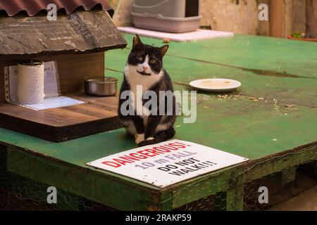 Eine Straßenkatze in einem Unterschlupf, der von Einheimischen im Zentrum von Split, Kroatien, gebaut wurde. Ein Schild warnt die Leute, die Plattform nicht zu betreten, da sie tief fallen Stockfoto