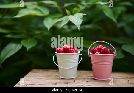 Stillleben. Zwei kleine pinkfarbene und weiße Eimer mit Himbeeren auf einem Holzhocker vor dem Hintergrund grüner Blätter eines Himbeerbusches Stockfoto