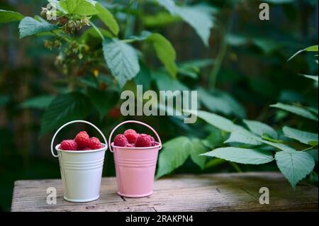 Frischer reifer biologischer Anbau von Himbeeren in einem Metalleimer vor dem Hintergrund grüner Blätter eines Busches mit reifenden Beeren in einem Öko-Bauernhof. Landwirtschaft. Stockfoto