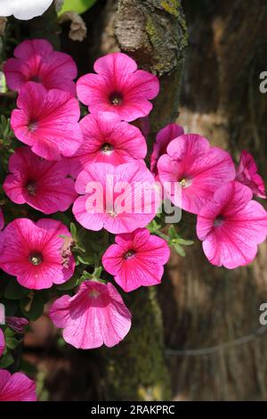 Nahaufnahme der blumigen Aufnahme einer rosa Petunie mit einem braunen Baumstamm als Hintergrund Stockfoto