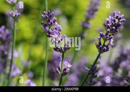 Nahaufnahme einer einzelnen wunderschönen Lavendelblume vor einem natürlichen, verschwommenen Hintergrund Stockfoto