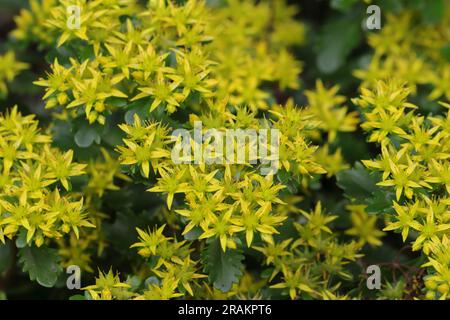 Nahaufnahme einer gelbblütigen Phedimuspflanze mit Blick auf den dichten und üppigen Blumenteppich Stockfoto