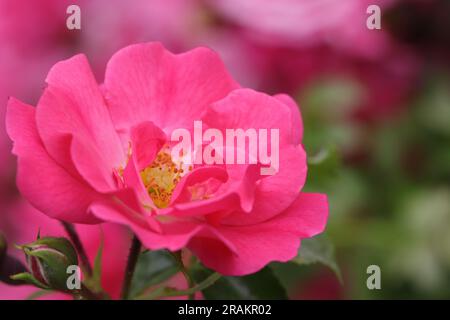 Nahaufnahme einer wunderschönen, pinkfarbenen Blume der Rosenart Heidetraum, Seitenansicht mit Blick auf die gelbe Blumenmitte, verschwommener Hintergrund Stockfoto
