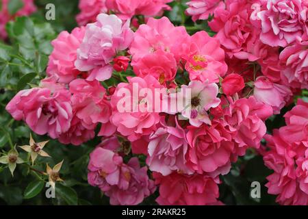 Nahaufnahme der wunderschönen blühenden und verblassten Blumen einer rosa Bodenrose Stockfoto