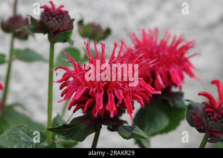 Nahaufnahme einer wunderschönen scharlachroten Monarda didyma-Blume vor einer weißen Hauswand, verschwommener Hintergrund, Seitenansicht Stockfoto