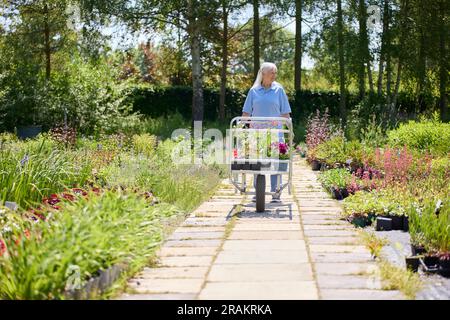 Seniorin Im Ruhestand, Teilzeitstelle Im Gartencenter, Die Den Trolley Mit Pflanzen Schiebt Stockfoto