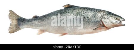 Frischer Atlantischer Lachs auf einem weißen, isolierten Hintergrund. Großer frischer Lachs als Konzept des Essens von Meeresfrüchten und Rotfisch. Fish-Isolat zum Einführen in ein Stockfoto