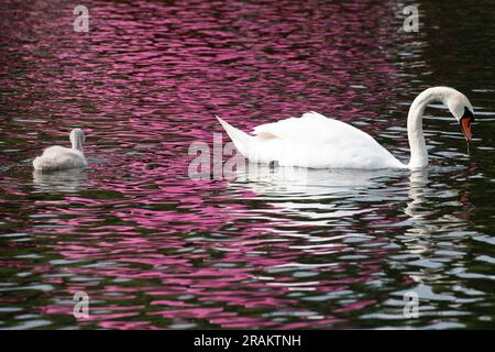 East Molesey, Surrey, Großbritannien. 3. Juli 2023. Ein Schwan und ihr Cygnet schwimmen auf dem Wasserweg im Hampton Court Palace. Kredit: Maureen McLean/Alamy Stockfoto