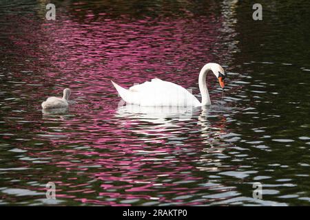 East Molesey, Surrey, Großbritannien. 3. Juli 2023. Ein Schwan und ihr Cygnet schwimmen auf dem Wasserweg im Hampton Court Palace. Kredit: Maureen McLean/Alamy Stockfoto