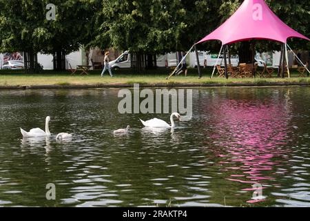 East Molesey, Surrey, Großbritannien. 3. Juli 2023. Ein Schwan und ihr Cygnet schwimmen auf dem Wasserweg im Hampton Court Palace. Kredit: Maureen McLean/Alamy Stockfoto