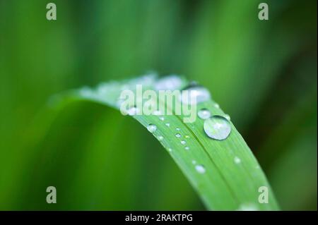 Regentropfen sammeln sich nach kurzem Regen auf einem Pflanzenblatt. Stockfoto