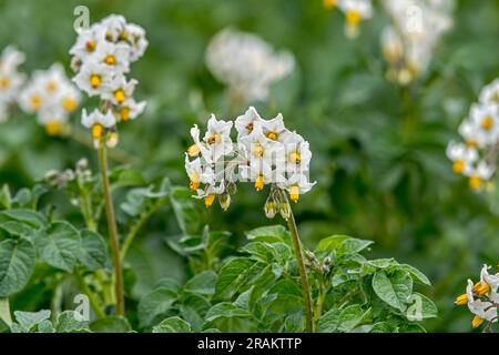 Kartoffelpflanzen (Solanum tuberosum) in Blüten auf dem Feld im Frühsommer Stockfoto