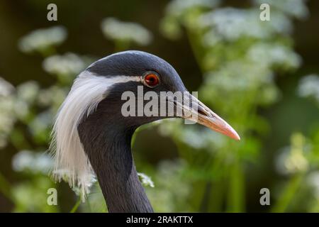 Demoiselle Crane (Grus virgo/Anthropoides virgo) Nahaufnahme des Kopfes, einheimisch in der zentralen Eurosiberie Stockfoto