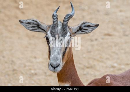 Die Mhorr-Gazelle (Nanger dama mhorr) ist in der Wildnis ausgestorben, ist aber in Gefangenenzuchtprogrammen präsent, die in Afrika heimisch sind Stockfoto