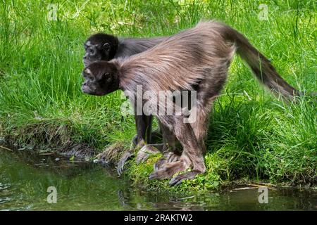 Zwei braune Spinnenaffen/Affen mit variegierter Spinnenaffe (Ateles hybridus) am Flussufer, die im Norden Kolumbiens und im Nordwesten Venezuelas heimisch sind Stockfoto