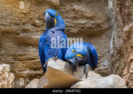 Hyazinthen-Ara/hyazinthine-Aras (Anodorhynchus hyacinthinus) auf Felsvorsprung in der Klippe, Papageien aus Mittel- und Südamerika Stockfoto