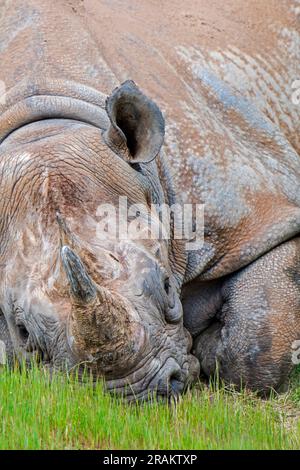 Östliches schwarzes Nashorn / östliches schwarzes Nashorn / östliches Nashorn (Diceros bicornis michaeli), Nahporträt Stockfoto