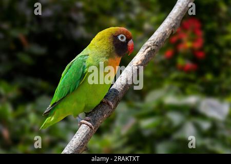 Schwarzhaarige Turteltaube (Agapornis nigrigenis), kleine afrikanische Papageienarten, die im Südwesten Sambias, Afrika, endemisch sind Stockfoto