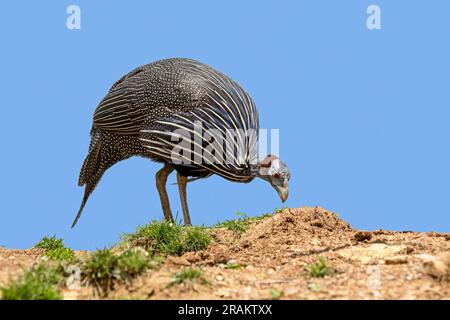 Vulturinguineafowl (Acryllium vulturinum) beim Fressen gegen den blauen Himmel, wohnhafte Züchter in Nordostafrika Stockfoto