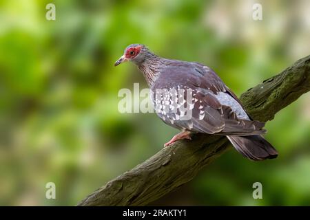 Springtaube / Afrikanische Felsentaube / Guinea-Taube (Columba Guinea), die in weiten Teilen Afrikas südlich der Sahara heimisch ist Stockfoto