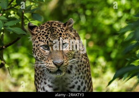 Javan Leopard (Panthera pardus Melas) stalking Raub im tropischen Regenwald, native auf der indonesischen Insel Java Stockfoto