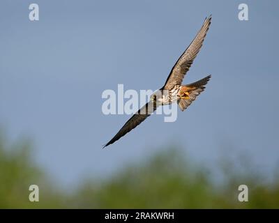 Das eurasische Hobby (Falco subbuteo) in seiner natürlichen Umgebung Stockfoto