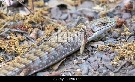 Erwachsener California Alligator Lizard Camouflage auf dem Trail. Monte Bello Preserve, Santa Clara und San Mateo Counties, Kalifornien, USA. Stockfoto