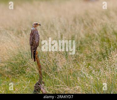 White Eye Buzzard ruht auf einer Stange im Grasland Stockfoto