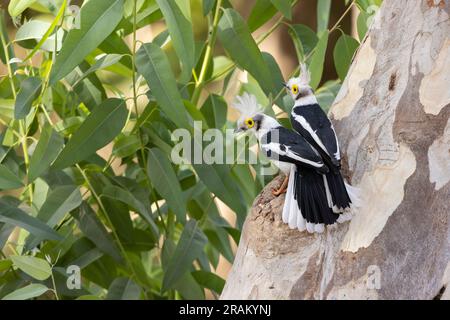 Weißschaufel-Helmschrike Prionops plumatus, Erwachsene hoch oben auf dem Baum, Nambikala, Brikama, Gambia, März Stockfoto