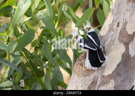 Weißschaufel-Helmschrike Prionops plumatus, Erwachsene hoch oben auf dem Baum, Nambikala, Brikama, Gambia, März Stockfoto