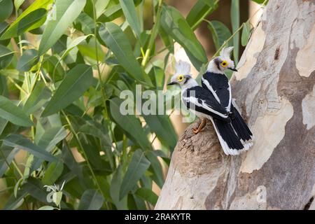 Weißschaufel-Helmschrike Prionops plumatus, Erwachsene hoch oben auf dem Baum, Nambikala, Brikama, Gambia, März Stockfoto