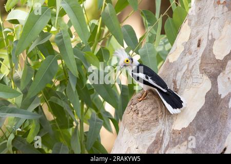 Weißschaufel-Helmschrike Prionops plumatus, Erwachsener hoch oben auf dem Baum, Nambikala, Brikama, Gambia, März Stockfoto