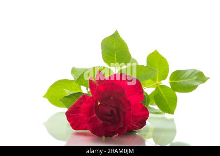 Ein Zweig einer rot blühenden Rose, isoliert auf weißem Hintergrund. Stockfoto