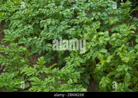 Kartoffelbüsche aus der Nähe. Hintergrund der Kartoffelbüsche. Hochwertiges Foto Stockfoto