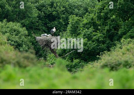 Weißstorch Ciconia ciconia, ausgewachsen mit Küken im Baumnest während der Wiedereinführung, Knepp Wildland, West Sussex, Vereinigtes Königreich, Mai Stockfoto