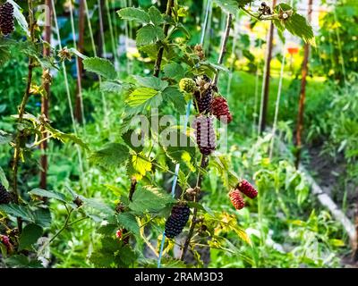 Brombeeren auf einem grünen Zweig. Reife Brombeeren. Köstliche schwarze Beere wächst auf den Büschen. Beerenfrucht-Getränk. Die saftige Beere auf dem Ast. Stockfoto