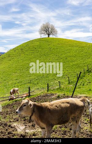 Drumlin Hill mit blühendem Kirschbaum unter blauem Himmel im Sommer und Nutzkühe im Vordergrund Stockfoto