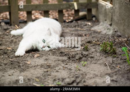 Eine ausgewachsene Katze einer schottischen Chinchilla hellgrauer Farbe geht draußen Stockfoto