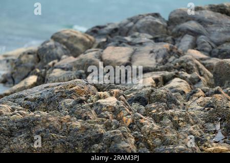 Lilafarbener Sandpiper Calidris maritima, Erwachsene auf Felsen, Mannal, Tiree, Großbritannien, Mai Stockfoto