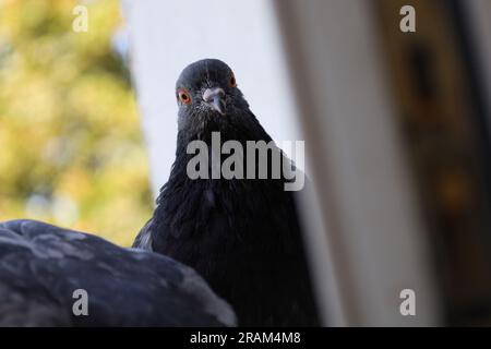 Taubenporträt am Fenster, Sommerfarben Stockfoto