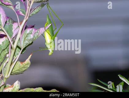 Dieses grüne Katydid ist ein ziemlich ausgezeichnetes Insekt und hängt unsicher am Rand einer lila und grünen Süßkartoffelrebe. Bokeh. Stockfoto